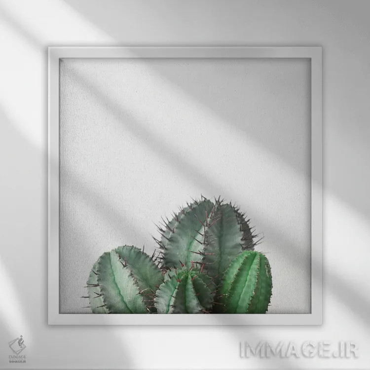 تابلو کاکتوس بشکهای آفریقایی اثر کاسیا بک - نمای قابدار سفید
