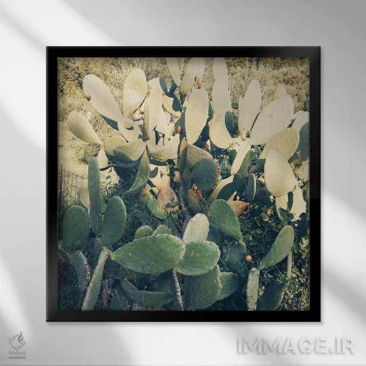 تابلو باغ کاکتوس شماره دو اثر کاسیا بک - نمای قابدار مشکی