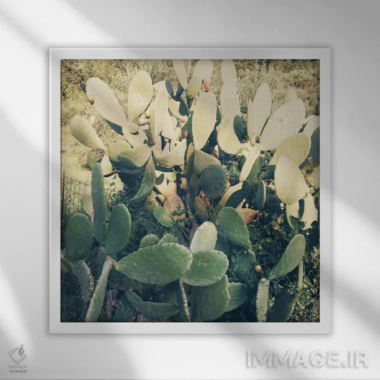 تابلو باغ کاکتوس شماره دو اثر کاسیا بک - نمای قابدار سفید