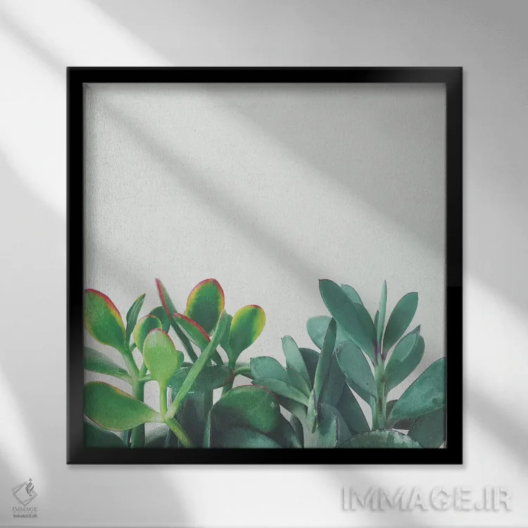 تابلو گروه کراسولا (گیاه) اثر کاسیا بک - نمای قابدار مشکی