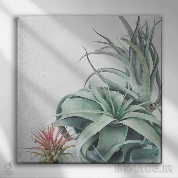 تابلو مجموعه گیاهان هوازی اثر کاسیا بک - نمای روبهرو روی دیوار