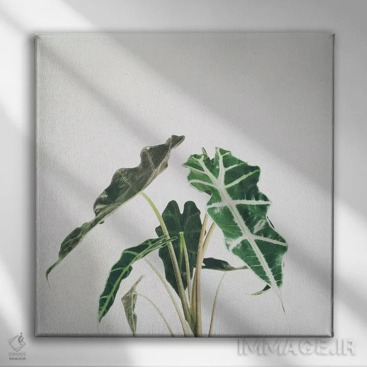 تابلو برگ فیل (گیاه فیلگوش) اثر کاسیا بک - نمای روبهرو روی دیوار