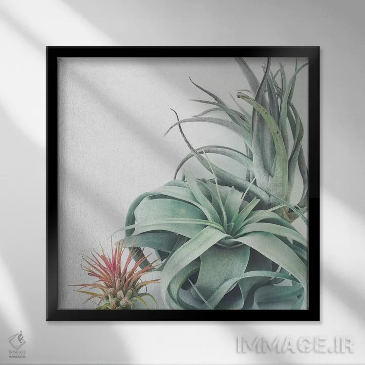 تابلو مجموعه گیاهان هوازی اثر کاسیا بک - نمای قابدار مشکی