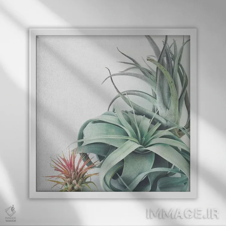 تابلو مجموعه گیاهان هوازی اثر کاسیا بک - نمای قابدار سفید