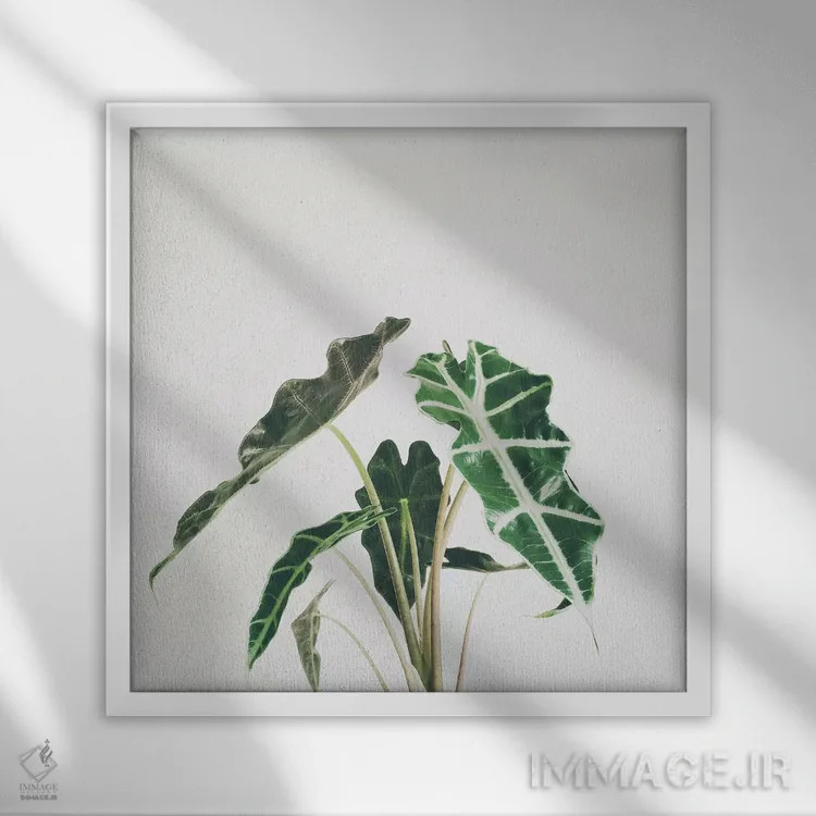 تابلو برگ فیل (گیاه فیلگوش) اثر کاسیا بک - نمای قابدار سفید