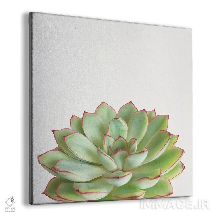 تابلو ساکولنت سبز اثر کاسیا بک - نمای پرسپکتیو محصول