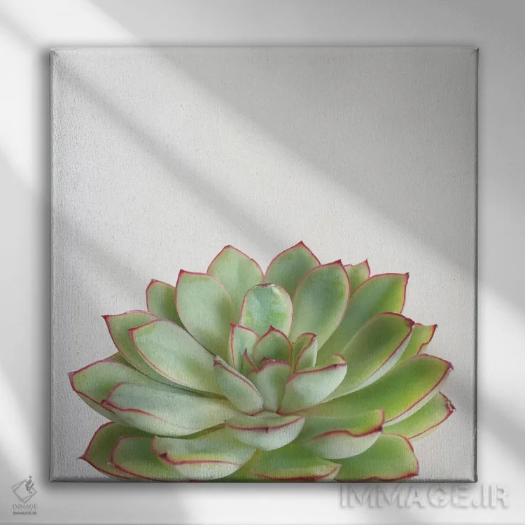 تابلو ساکولنت سبز اثر کاسیا بک - نمای روبهرو روی دیوار