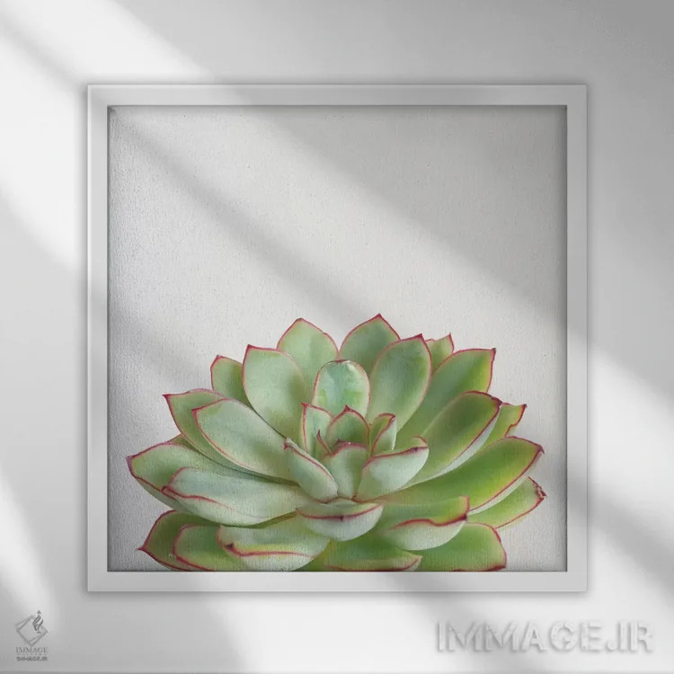 تابلو ساکولنت سبز اثر کاسیا بک - نمای قابدار سفید