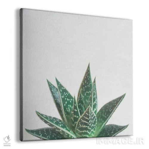 تابلو آلوئه تیکی (گیاه و نماد تیکی) اثر کاسیا بک - نمای پرسپکتیو محصول