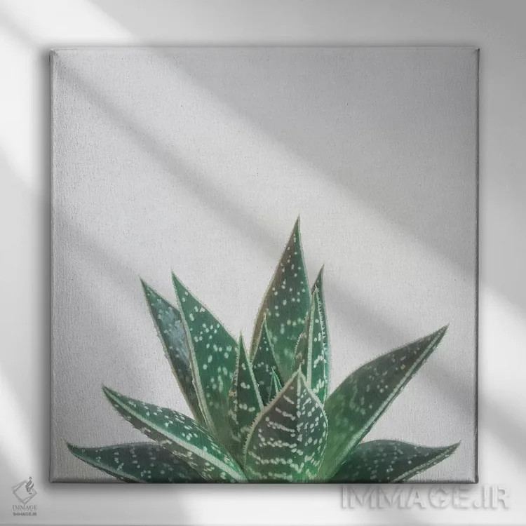 تابلو آلوئه تیکی (گیاه و نماد تیکی) اثر کاسیا بک - نمای روبهرو روی دیوار