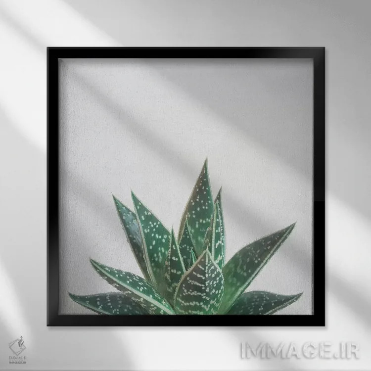 تابلو آلوئه تیکی (گیاه و نماد تیکی) اثر کاسیا بک - نمای قابدار مشکی