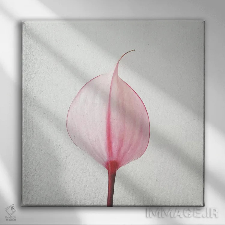 تابلو گل آرا کالای صورتی ۲ (گل کالا) اثر کاسیا بک - نمای روبهرو روی دیوار