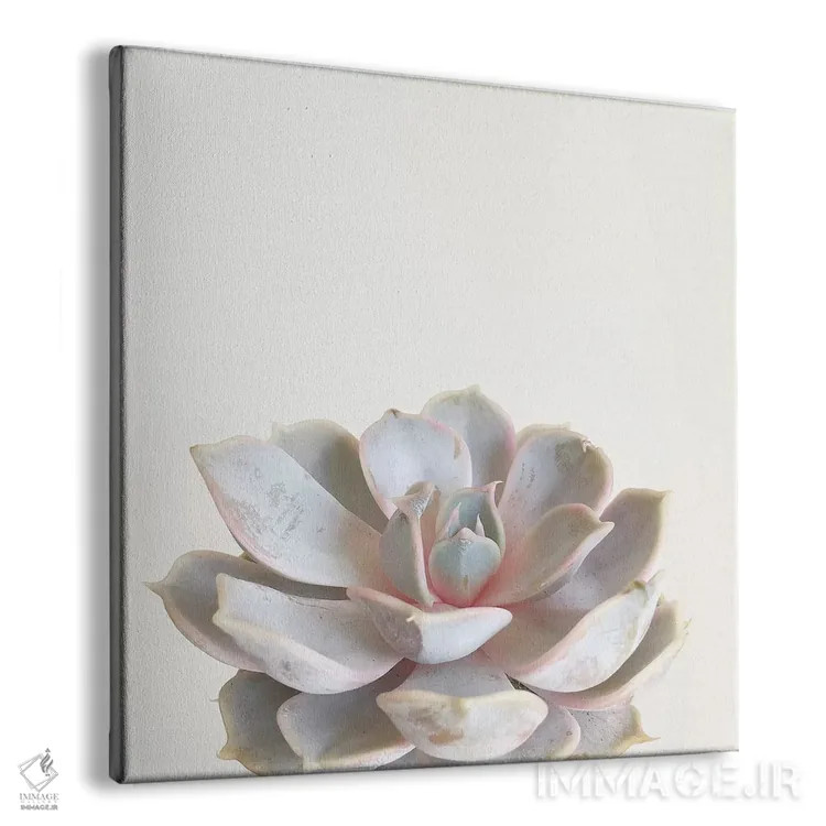 تابلو گیاه گوشتی صورتی (ساکولنت) اثر کاسیا بک - نمای پرسپکتیو محصول