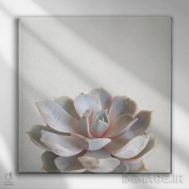 تابلو گیاه گوشتی صورتی (ساکولنت) اثر کاسیا بک - نمای روبهرو روی دیوار