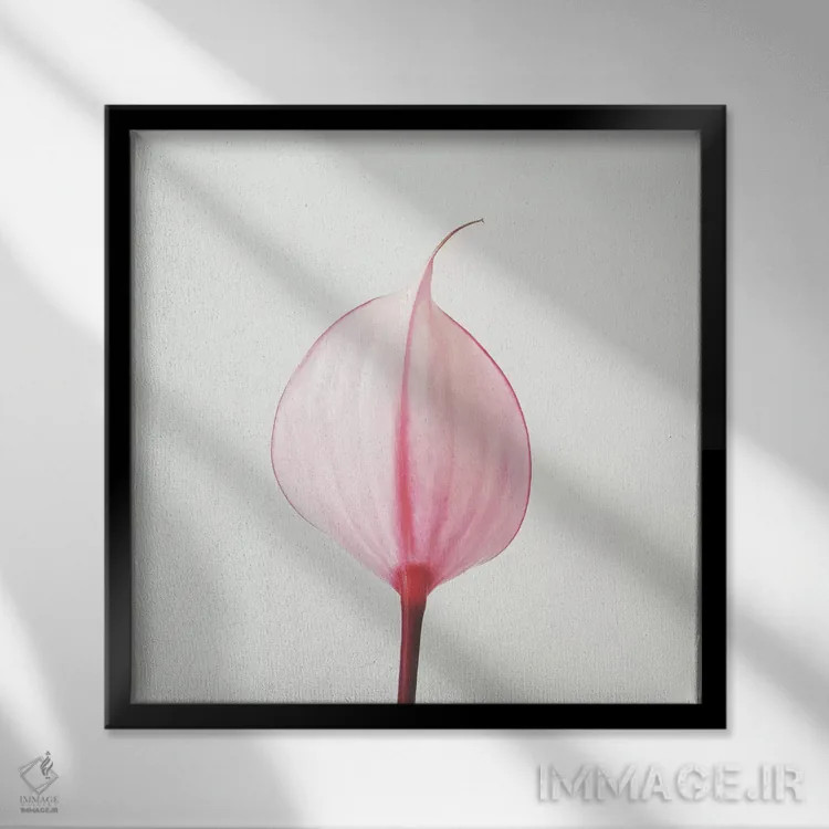 تابلو گل آرا کالای صورتی ۲ (گل کالا) اثر کاسیا بک - نمای قابدار مشکی
