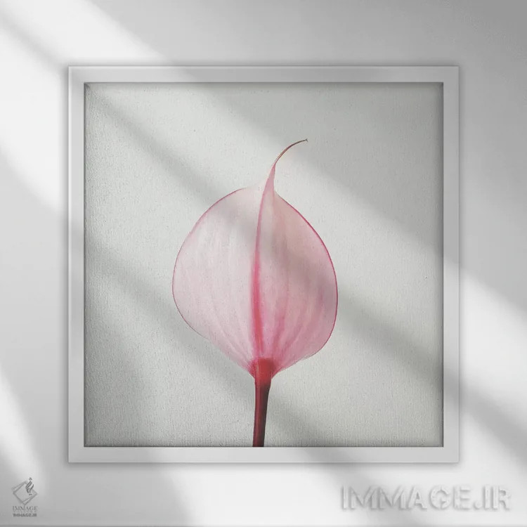 تابلو گل آرا کالای صورتی ۲ (گل کالا) اثر کاسیا بک - نمای قابدار سفید