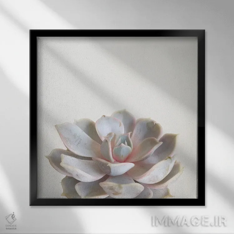 تابلو گیاه گوشتی صورتی (ساکولنت) اثر کاسیا بک - نمای قابدار مشکی