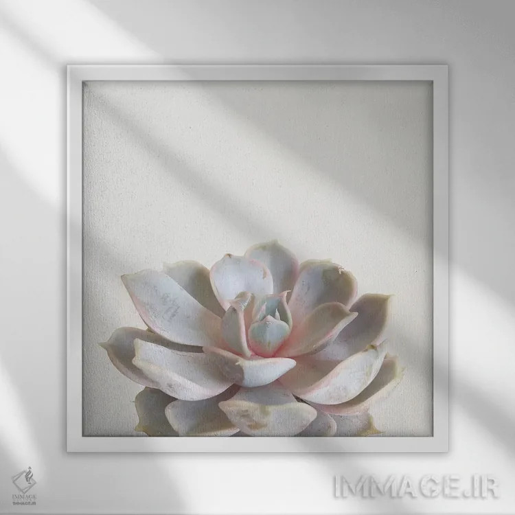 تابلو گیاه گوشتی صورتی (ساکولنت) اثر کاسیا بک - نمای قابدار سفید