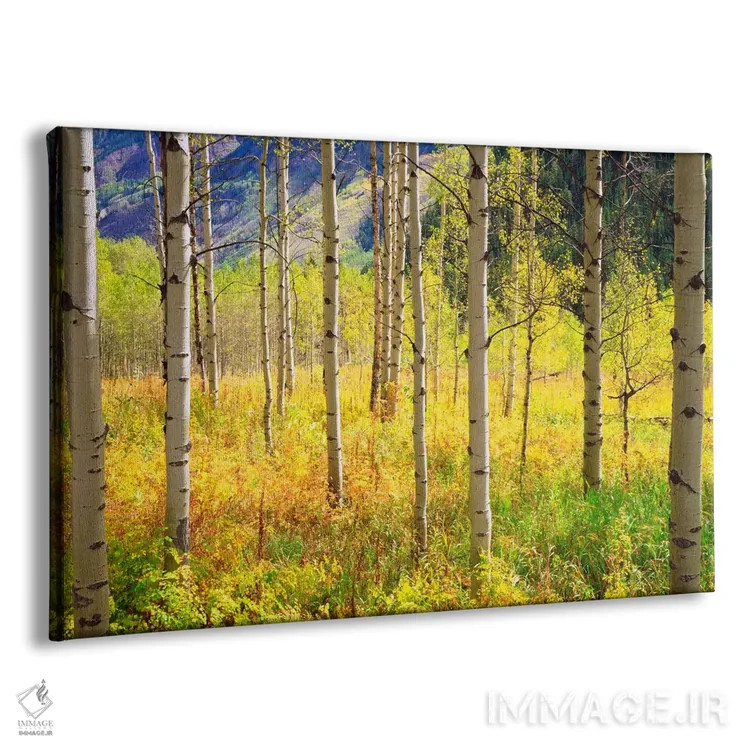 تابلو منظرهٔ پاییزی، کوههای راکی، کلرادو، آمریکا اثر کریستوفر تالبوت فرانک - نمای پرسپکتیو محصول