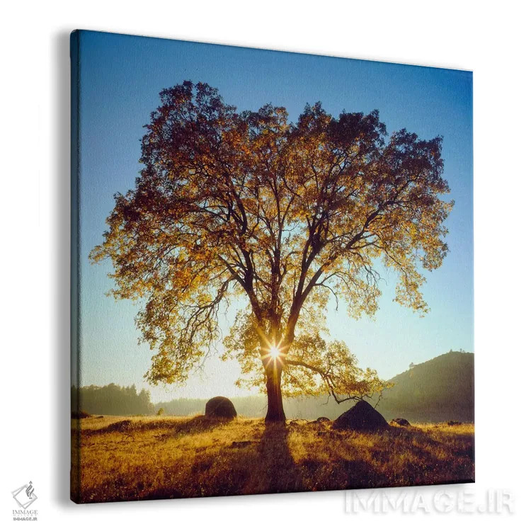 تابلو بلوط سیاه باشکوه زیر طلوع پاییزی، جنگل ملی کلیولند، کالیفرنیا، آمریکا اثر کریستوفر تالبوت فرانک - نمای پرسپکتیو محصول