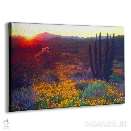 تابلو غروب خورشید بر فراز مناظر جنوب غربی آمریکا، یادبود ملی ارگان پایپ، شهرستان پیما، آریزونا، آمریکا اثر کریستوفر تالبوت فرانک - نمای پرسپکتیو محصول