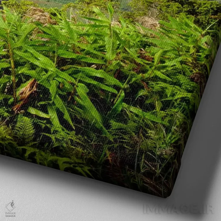 تابلو نمای کلی از دره کالالائو، پارک ایالتی ساحل ناپالی، کائوآئی، هاوایی، آمریکا اثر کریستوفر تالبوت فرانک - نمای نزدیک بافت بوم