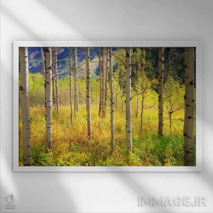 تابلو منظرهٔ پاییزی، کوههای راکی، کلرادو، آمریکا اثر کریستوفر تالبوت فرانک - نمای قابدار سفید