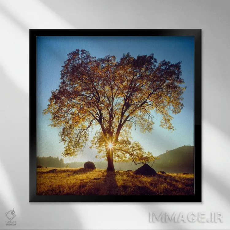 تابلو بلوط سیاه باشکوه زیر طلوع پاییزی، جنگل ملی کلیولند، کالیفرنیا، آمریکا اثر کریستوفر تالبوت فرانک - نمای قابدار مشکی