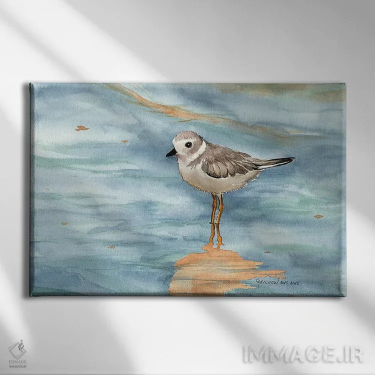 تابلو پایپینگ پلوور (نوعی پرنده) اثر کریستین ریشو - نمای روبهرو روی دیوار