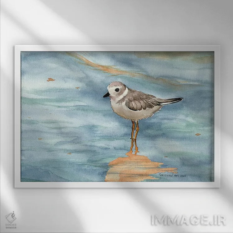 تابلو پایپینگ پلوور (نوعی پرنده) اثر کریستین ریشو - نمای قابدار سفید