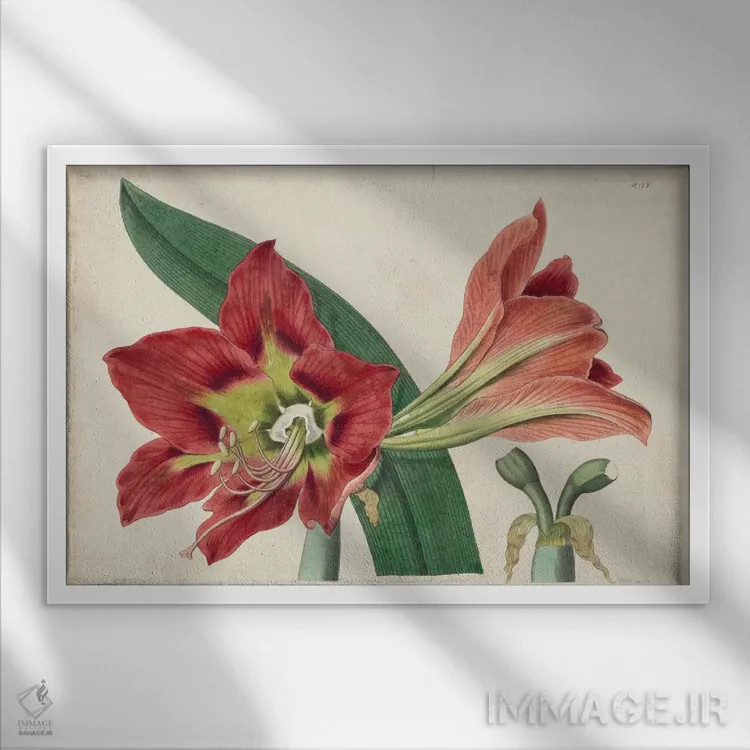 تابلو شکوه آمارلیس ۱ اثر جی.ام. هارت - نمای قابدار سفید