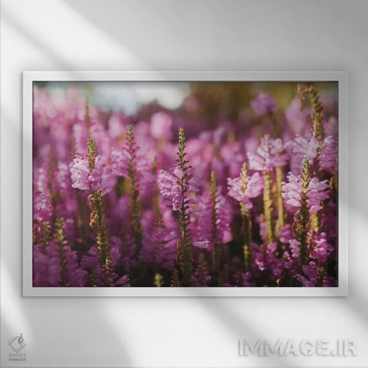 تابلو گلهای صحرایی اثر چلسیا ویکتوریا - نمای قابدار سفید