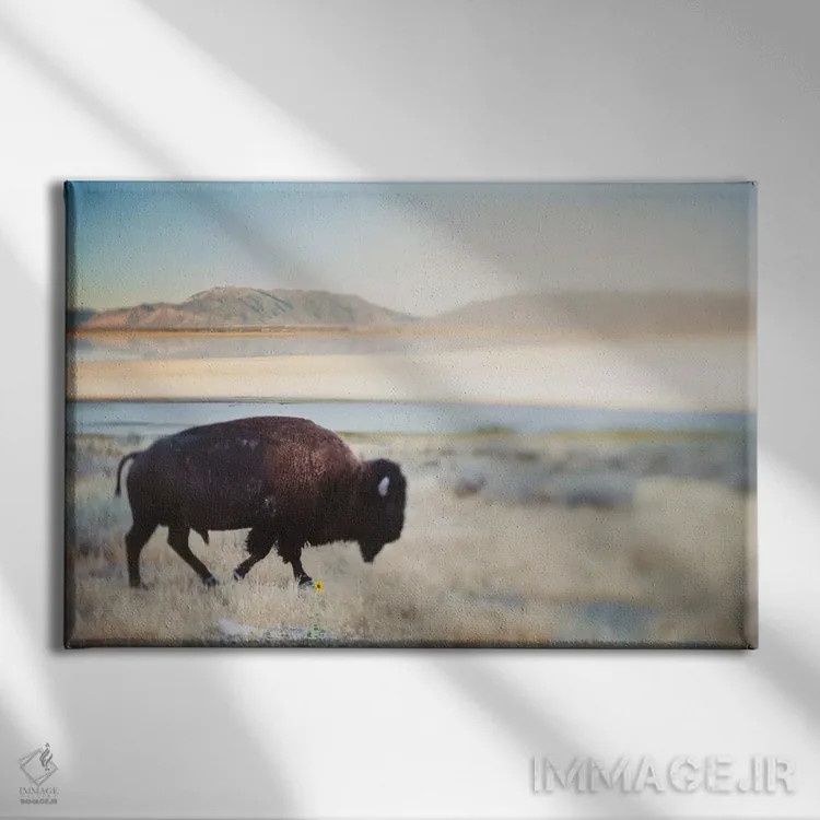 تابلو گاومیش بینام اثر چلسیا ویکتوریا - نمای روبهرو روی دیوار