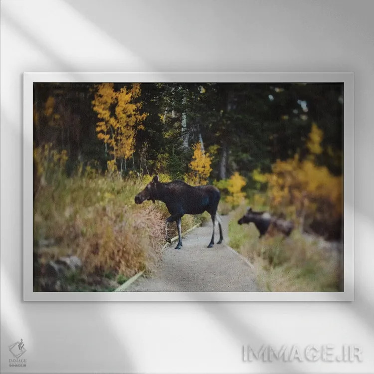 تابلو عبور گوزن شمالی (ترافیکی) اثر چلسیا ویکتوریا - نمای قابدار سفید