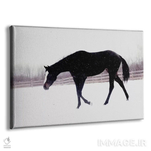 تابلو اسب سیاه در برف اثر چلسیا ویکتوریا - نمای پرسپکتیو محصول