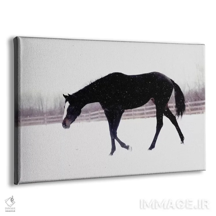 تابلو اسب سیاه در برف اثر چلسیا ویکتوریا - نمای پرسپکتیو محصول