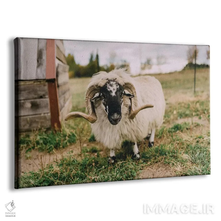 تابلو گوسفند کنجکاو اثر چلسیا ویکتوریا - نمای پرسپکتیو محصول