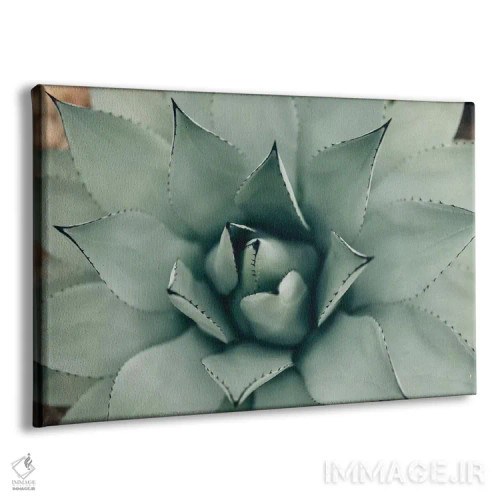 تابلو ساکولنت نعناعی ۱ (گیاه گوشتی) اثر چلسیا ویکتوریا - نمای پرسپکتیو محصول