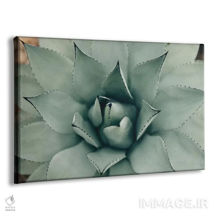 تابلو ساکولنت نعناعی ۱ (گیاه گوشتی) اثر چلسیا ویکتوریا - نمای پرسپکتیو محصول