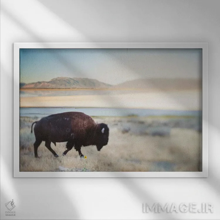 تابلو گاومیش بینام اثر چلسیا ویکتوریا - نمای قابدار سفید