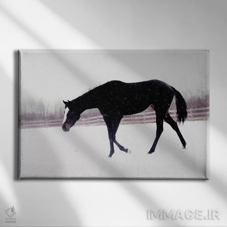 تابلو اسب سیاه در برف اثر چلسیا ویکتوریا - نمای روبهرو روی دیوار