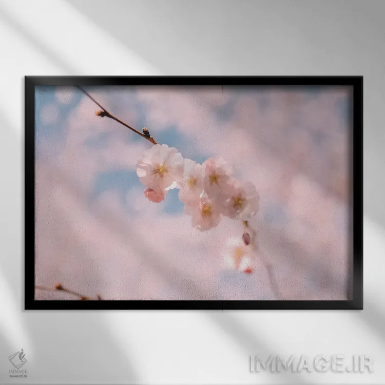 تابلو شکوفه گیلاس ۱ اثر چلسیا ویکتوریا - نمای قابدار مشکی