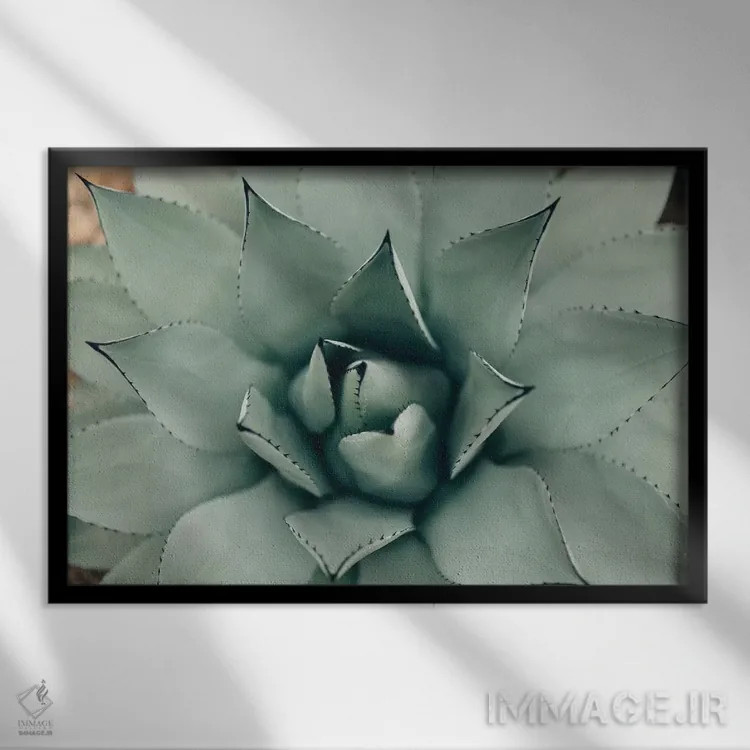 تابلو ساکولنت نعناعی ۱ (گیاه گوشتی) اثر چلسیا ویکتوریا - نمای قابدار مشکی