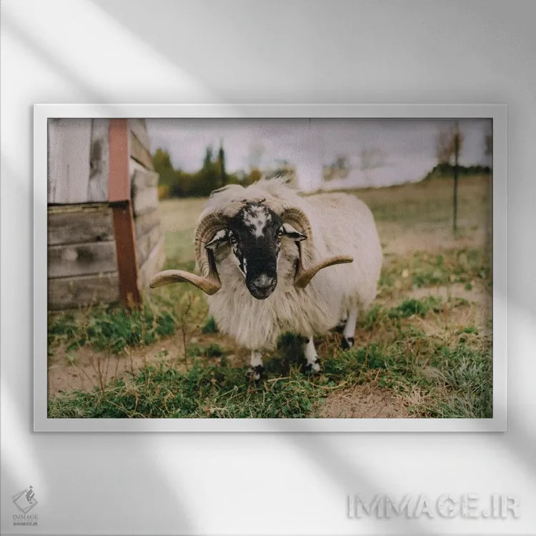تابلو گوسفند کنجکاو اثر چلسیا ویکتوریا - نمای قابدار سفید