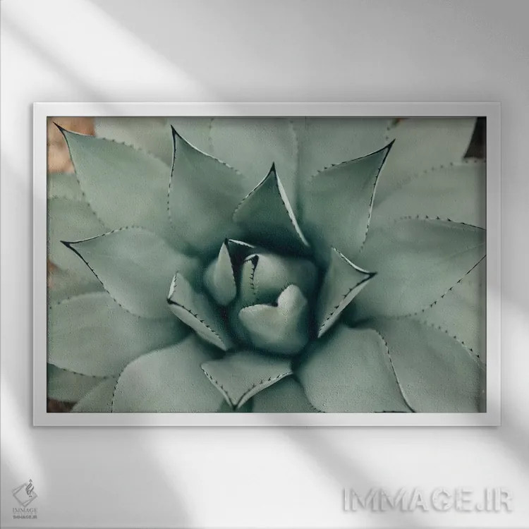 تابلو ساکولنت نعناعی ۱ (گیاه گوشتی) اثر چلسیا ویکتوریا - نمای قابدار سفید