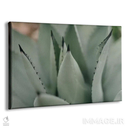 تابلو ساکولنت نعناعی ۲ اثر چلسیا ویکتوریا - نمای پرسپکتیو محصول