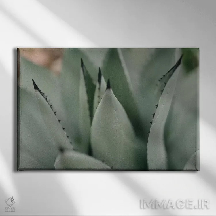 تابلو ساکولنت نعناعی ۲ اثر چلسیا ویکتوریا - نمای روبهرو روی دیوار