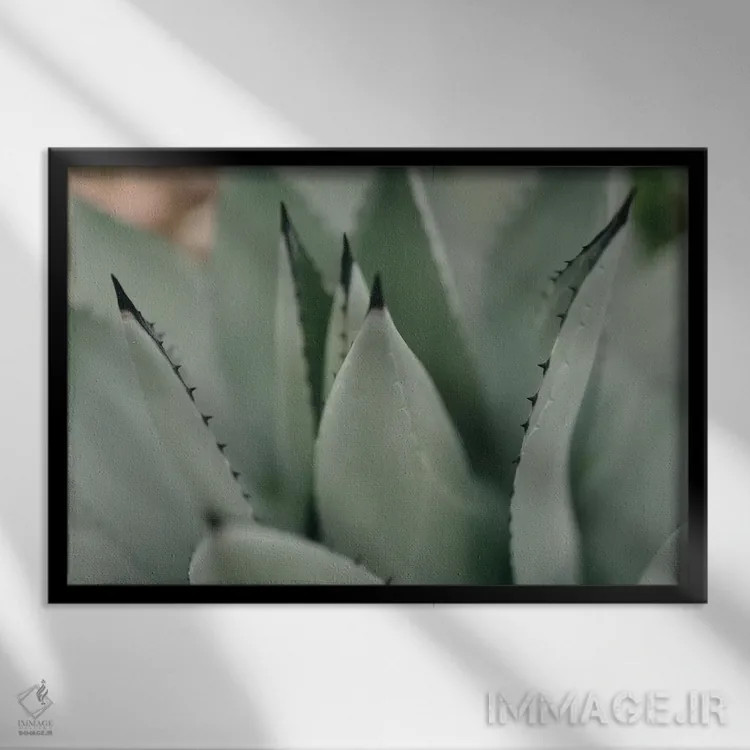 تابلو ساکولنت نعناعی ۲ اثر چلسیا ویکتوریا - نمای قابدار مشکی