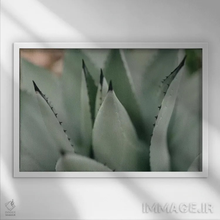 تابلو ساکولنت نعناعی ۲ اثر چلسیا ویکتوریا - نمای قابدار سفید