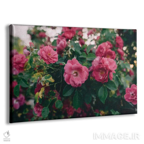 تابلو بوته گل رز ۱ اثر چلسیا ویکتوریا - نمای پرسپکتیو محصول